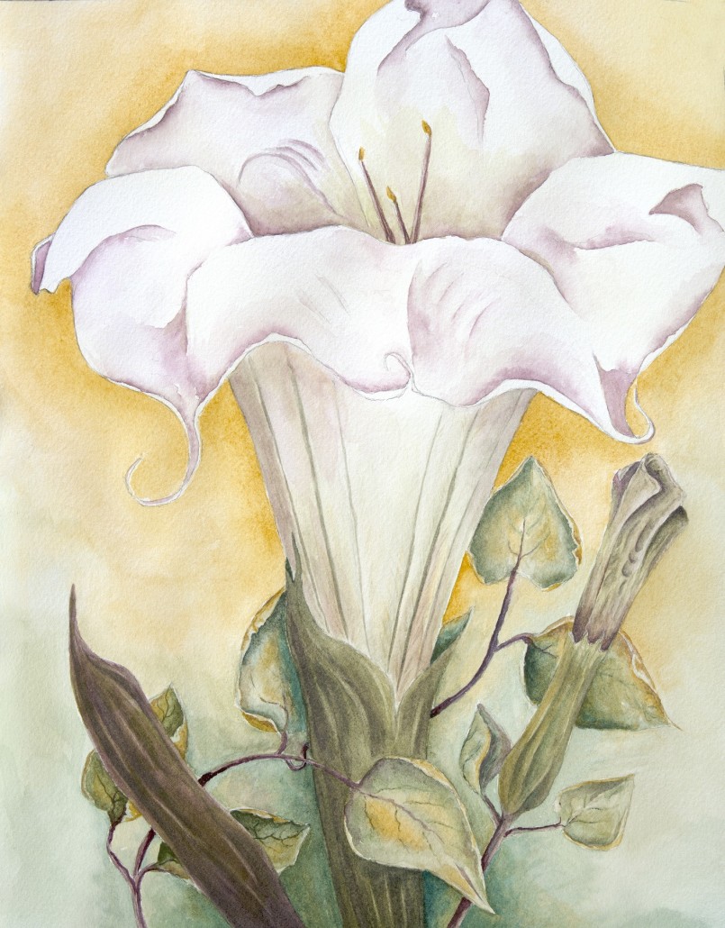 Watercolor of a fully open datura blossom, with details of buds and leaves.