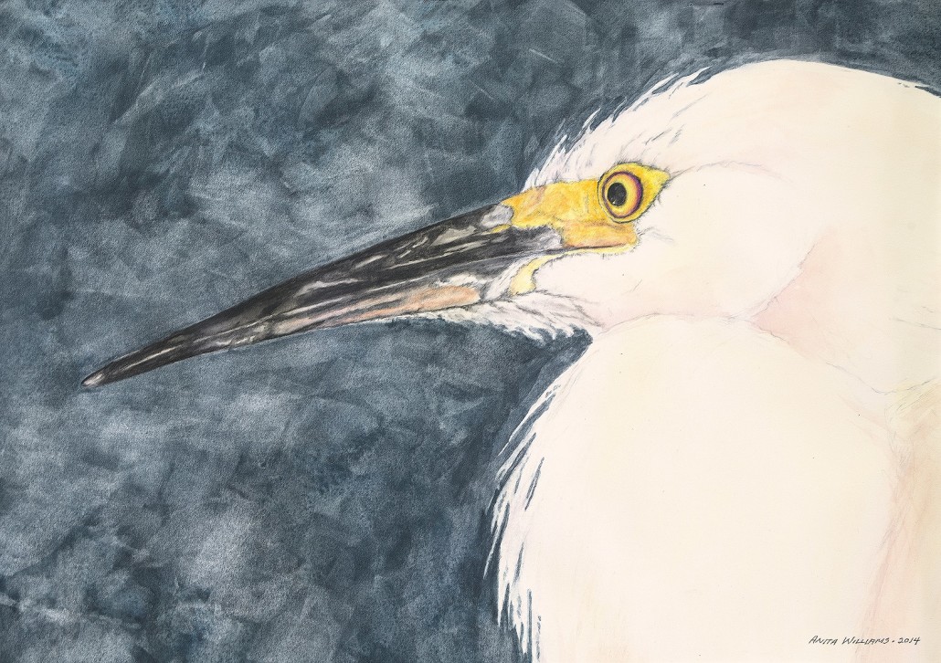 White Egret in watercolor. Close up of head and eye.