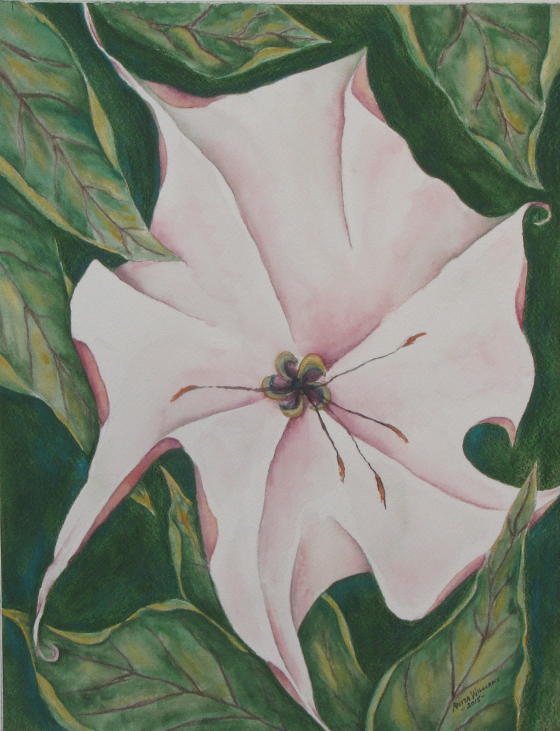 Somewhat abstract interpretation of an open datura bloom, surrounded by leaves.