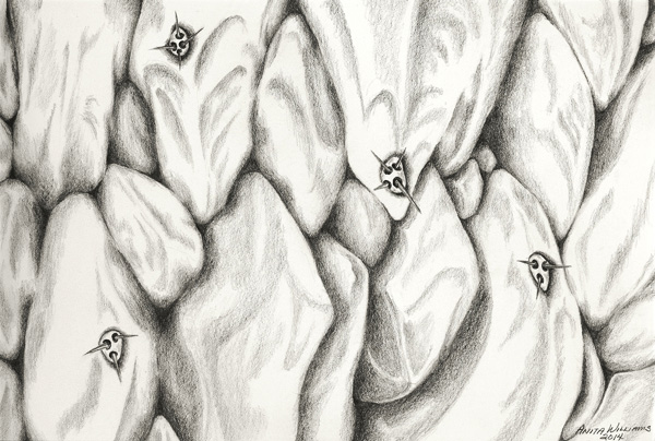 Close up of a "grostesque" succulent rendered in pencil.